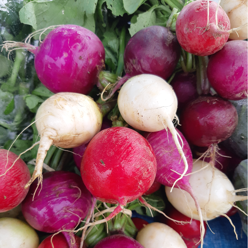 Spring Radish Bundles Main Image