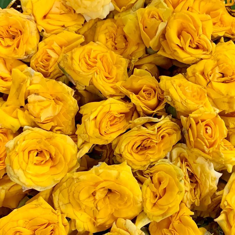 Button Roses packaged in 100 gms weight - Yellow