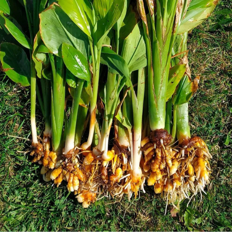 Turmeric Root - Single Plant