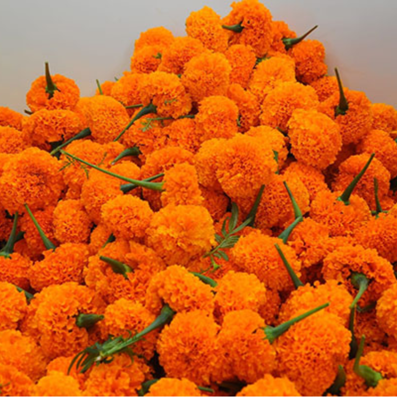 Marigolds packaged in 100 gms weight 1