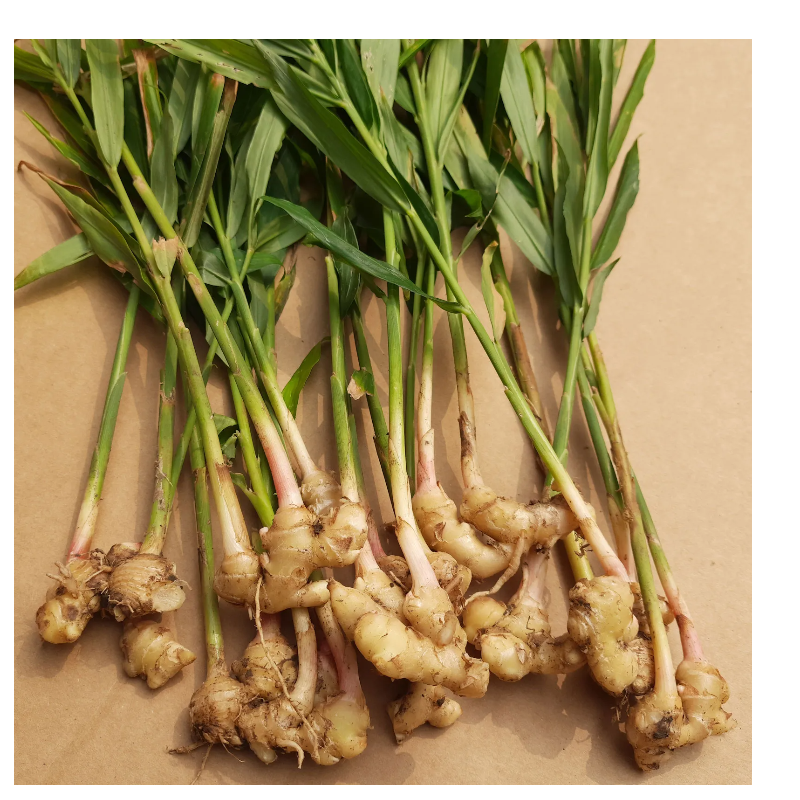 Ginger Root - Single Plant