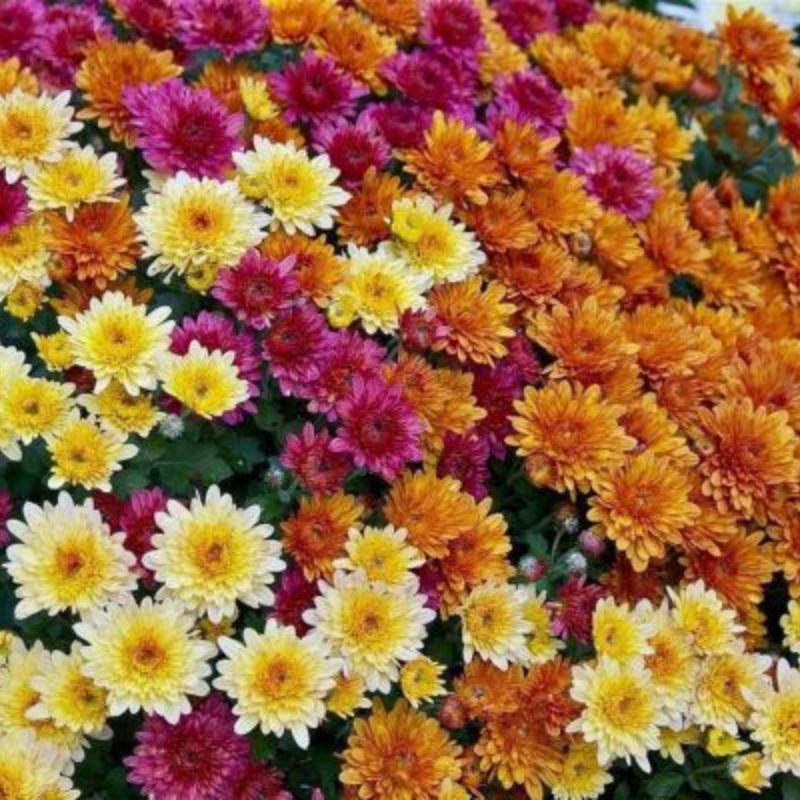 Visaka Assorted Mums 100 gms weight
