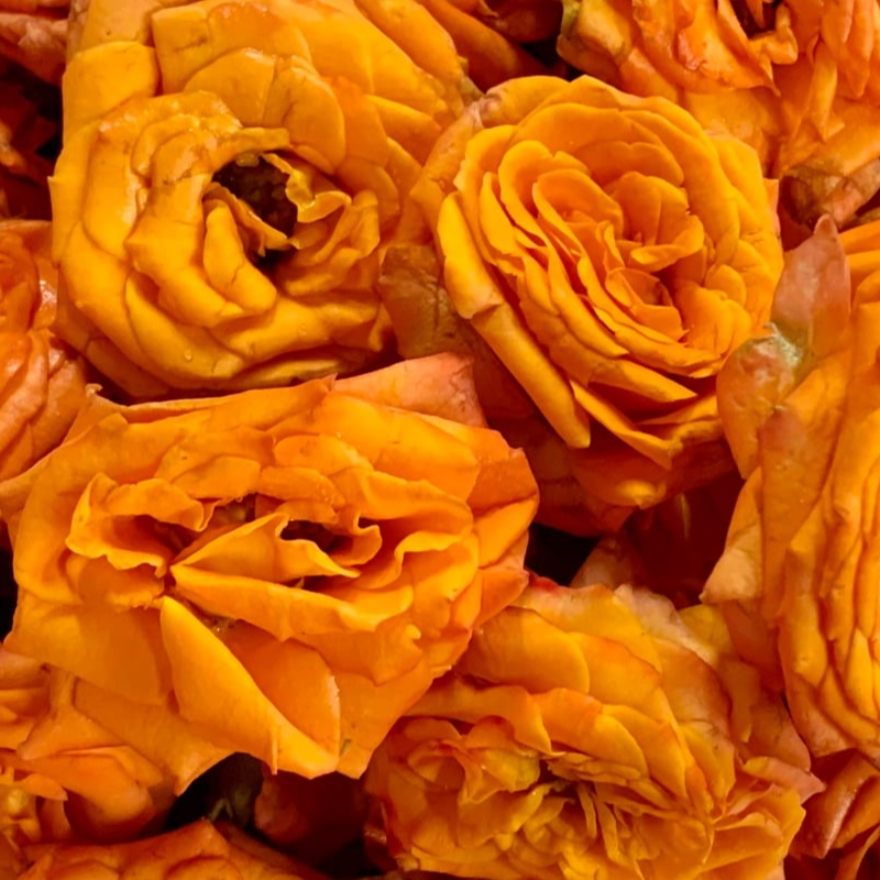 Button Roses packaged in 100 gms weight -  Orange