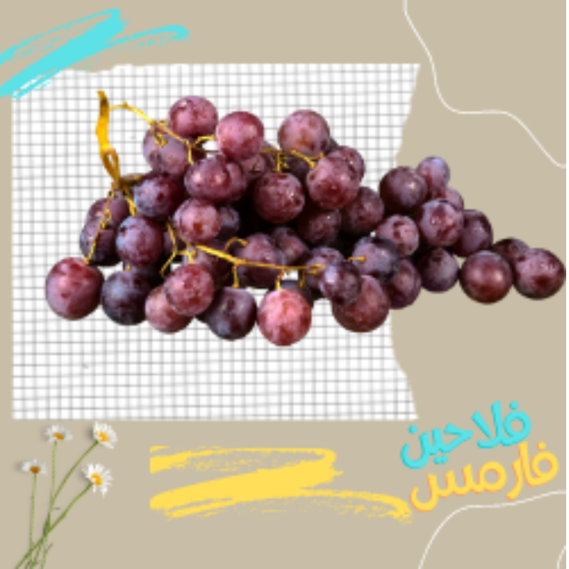 العنب الاحمر 
