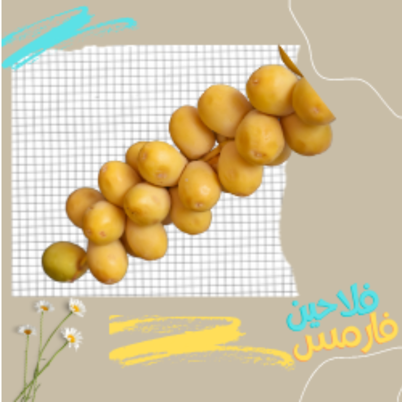 بلح بارحي اصفر