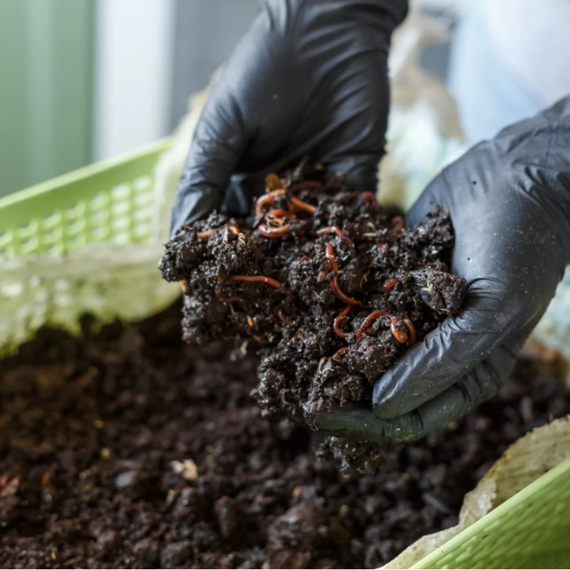 Vermicompost