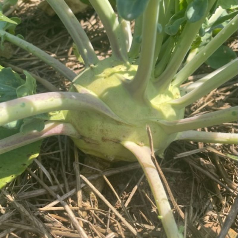 Kohlrabi Main Image