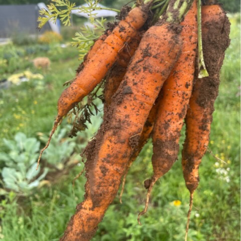 Carrot Main Image