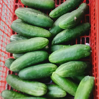 PIPINO