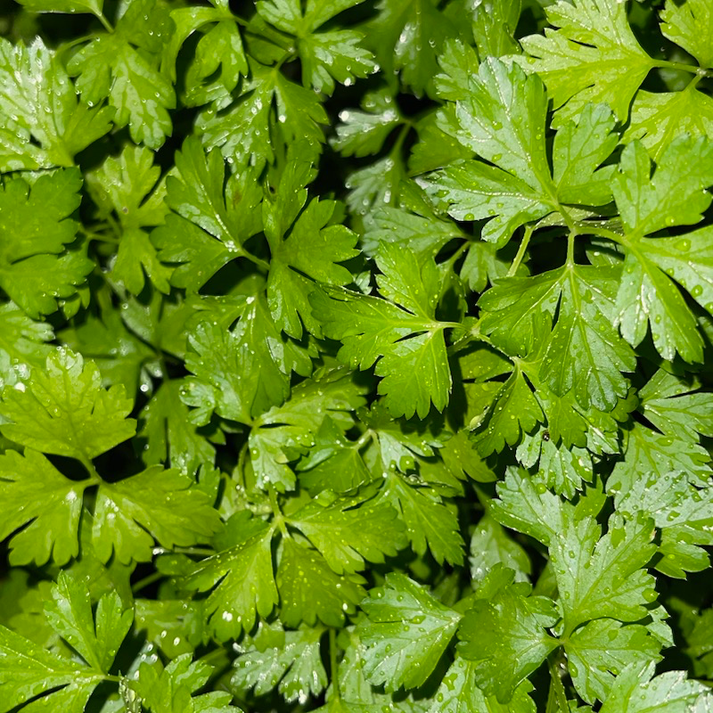 Italian Parsley Main Image