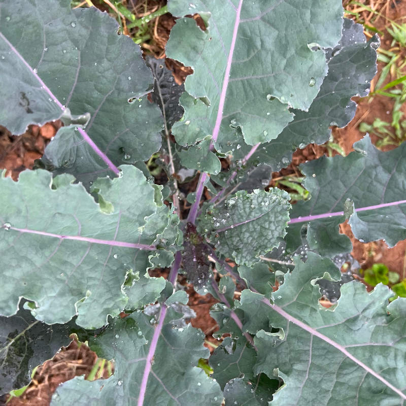 Rainbow Kale Main Image