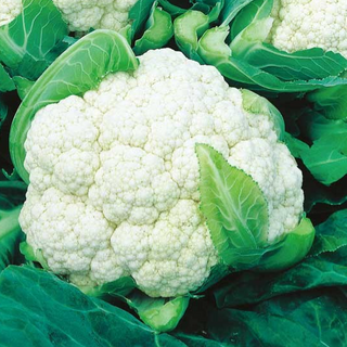 CauliFlower 