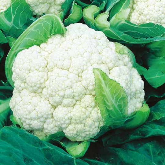 CauliFlower 