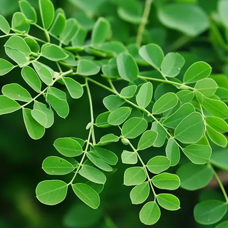 Moringa leaves 