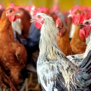 Nati ( Country Chicken) - Live 