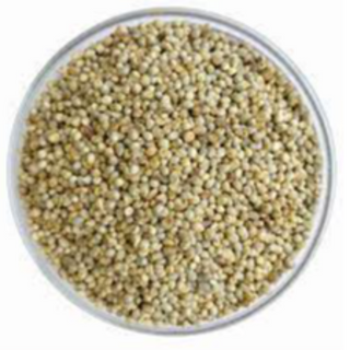 Pearl Millet (Bajra)