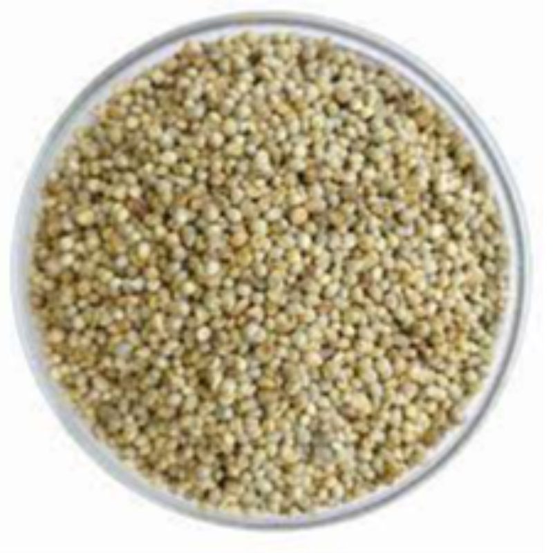 Pearl Millet (Bajra)