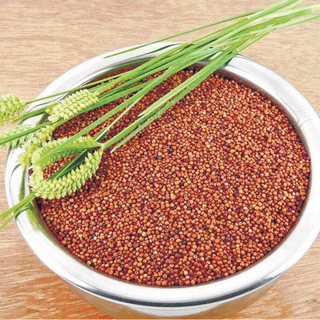 Finger (Ragi) Millet