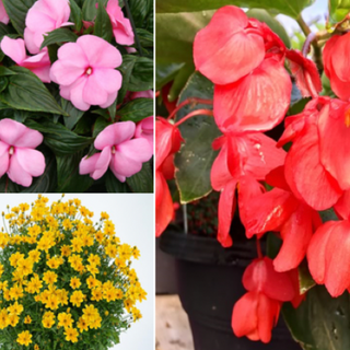 [07] 12" Mixed Hanging Basket - Red Dragonwing Begonia with Purple Potato Vine & Yellow Bidens