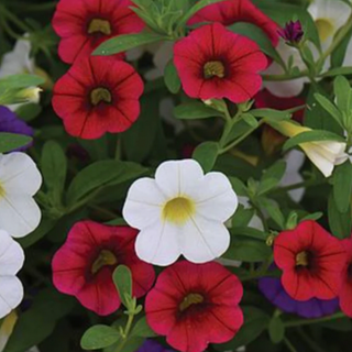 [03] 10” Hanging Basket - Calibrachoa Classic Mix (Red, Blue, White)