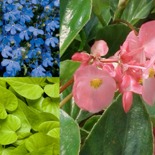 [08] 12" Mixed Hanging Basket - Pink Dragonwing Begonia with Lime Potato Vine & Blue Lobelia