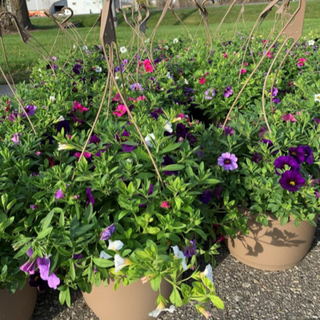 [02] 10" Hanging basket - Calibrachoa Mystic Mix (Blue, Pink, White)