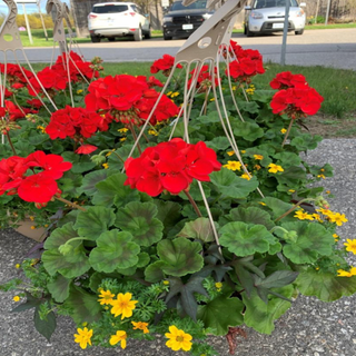 [04] 12" Hanging Baskets - Red Geranium with Purple Potato Vine & Yellow Bidens