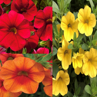 [01] 10" Hanging basket - Calibrachoa Sunset Mix (reds, oranges, yellows)