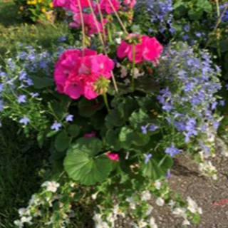 [05] 12" Mixed Hanging Basket - Pink Geranium with Blue Lobelia & White Bacopa