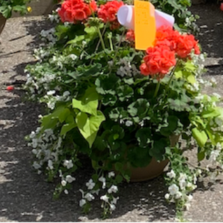 [06] 12" Mixed Hanging Basket - Salmon Geranium with Lime Potato Vine & White Bacopa