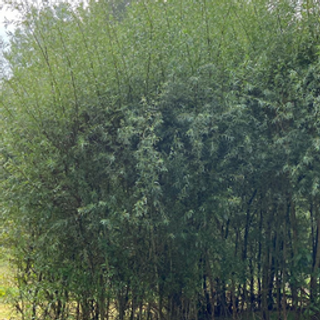 Schietwilg (x25 stuks) 