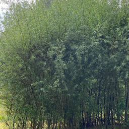 Schietwilg (x25 stuks) 