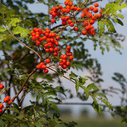 Wilde Lijsterbes (25 stuks)
