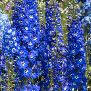 1005 Delphinium 'Blue Bird'