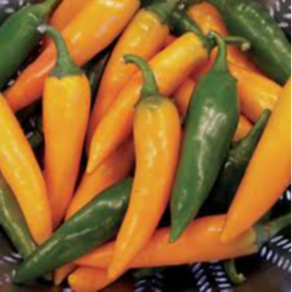 704 Bulgarian Carrot Chile