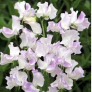 1008 High Scent Sweet Pea