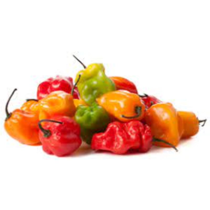 708 Jamaican Scotch Bonnet Main Image