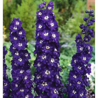 1004 Delphinium 'King Arthur' (dark purple)