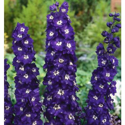 1004 Delphinium 'King Arthur' (dark purple) Main Image