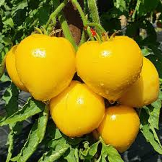 602 Dwarf Golden Heart