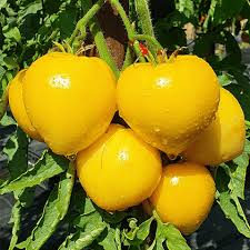 602 Dwarf Golden Heart