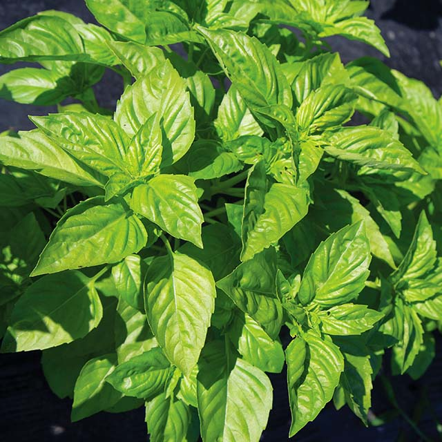 902 Rutgers Passion DMR