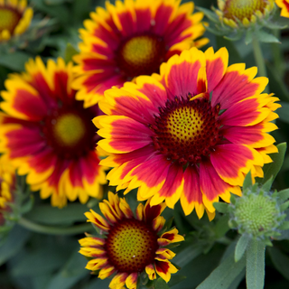 1005 Gaillardia (blanket flower)