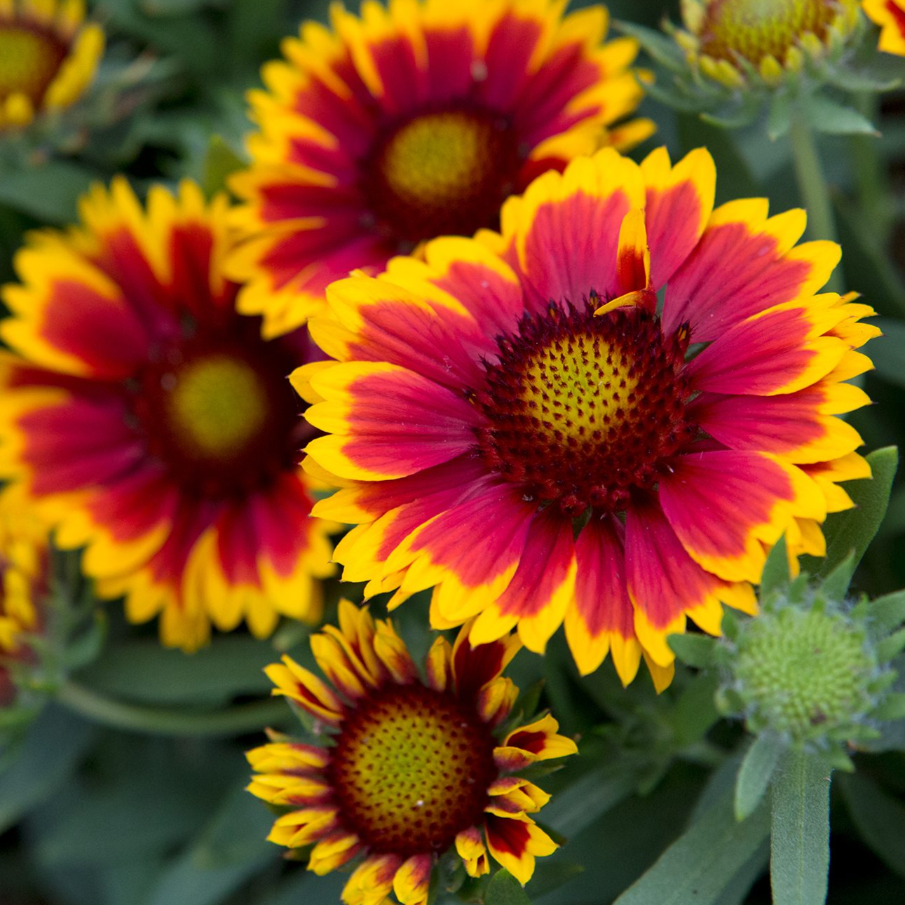 1005 Gaillardia (blanket flower)