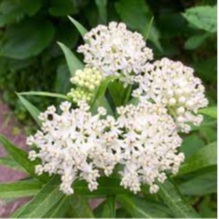 1001 Asclepias incarnata 'Ice Ballet' (swamp milkweed)