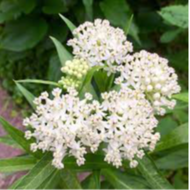 1001 Asclepias incarnata 'Ice Ballet' (swamp milkweed)