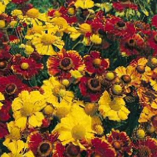 1006 Helenium autumnale - Helena Mix