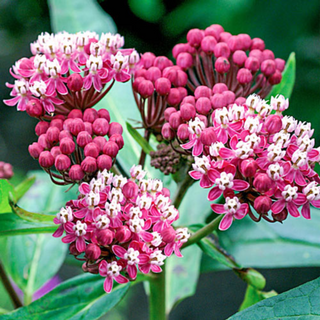 1002 Asclepias incarnata 'Soul Mate' (swamp milkweed)