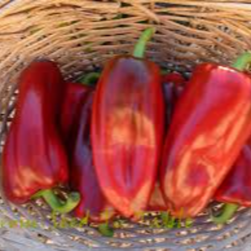 806 Large Red Antigua