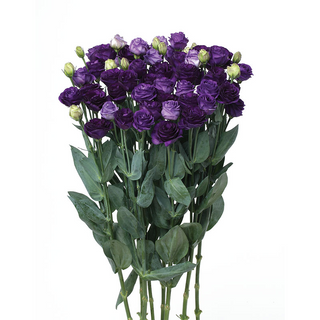 1006 Lisianthus Doublini Blue